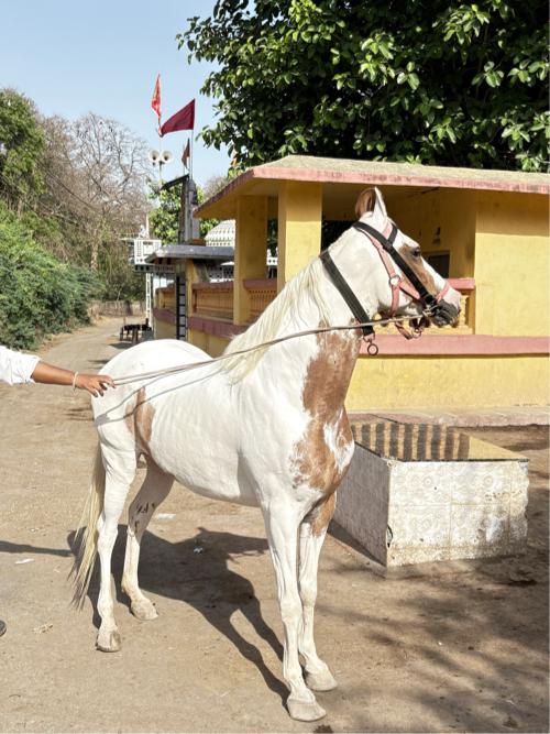 GHODI
