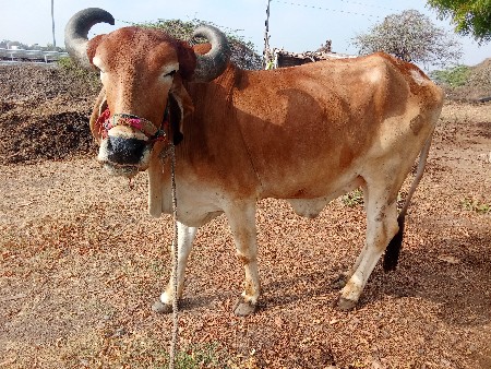 બળદ વેચવા ના છે