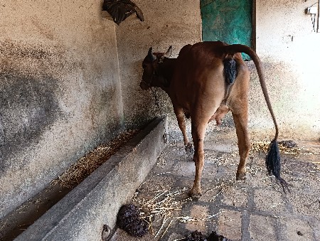 ગીરગાય