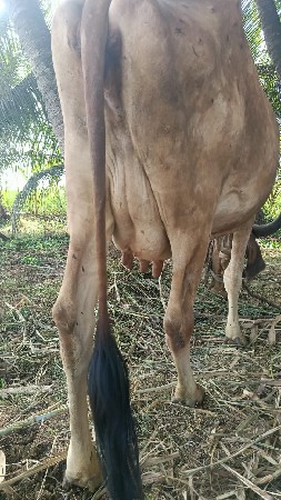 ગાય