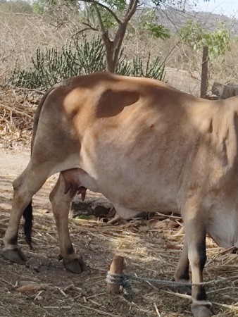 મુકેશભાઈ જામઆબરડી