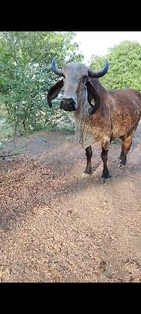 ગાય વેસવાનીસે ગાભણસે