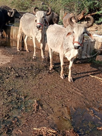 બધી જવાબદારી