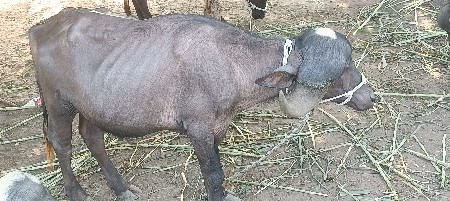 પાડા વેચવાના છે