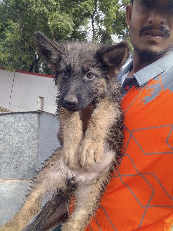 જર્મન શેફર્ડ ડબલ કોડ ફિમેલ વેચવાની