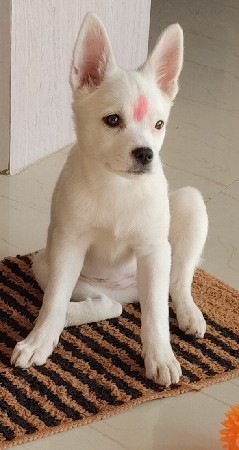 પામોલયન 9726363483 
3000