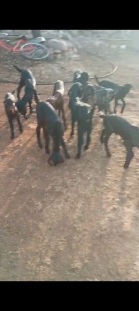 ૯ બાકરા   ૨મહીના  વૅશવા ના