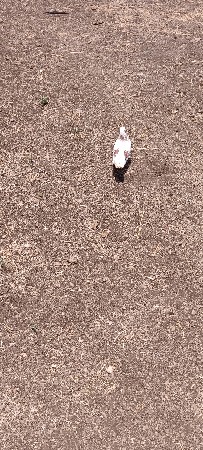 ૧૫ કબુતર વેચવાના છે