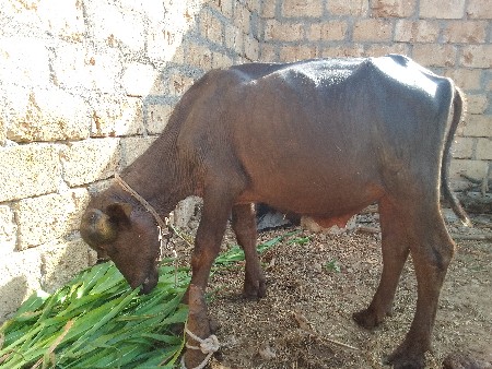 પાડો
