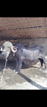 પાડો વેચવાનો છે.