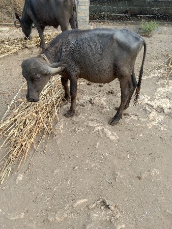 પાડો વેચવાનો છે
