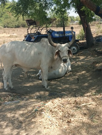 વઢીયારા બળદ વેચવાના છે