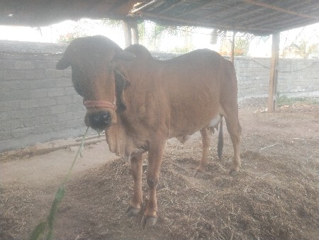 Gay vechavani se