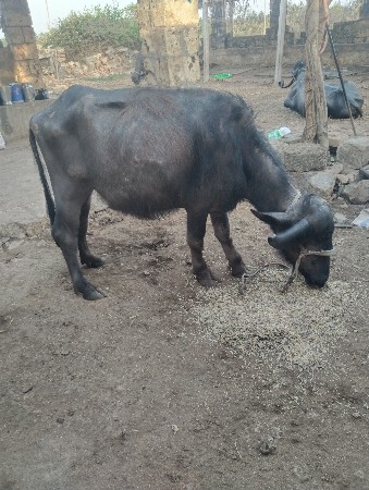 ખડેલી વેચવાની છે