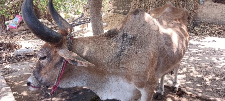 બળદ વેચવાના છે..5 ધર
