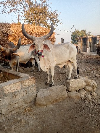બધી જવાબદારી થી વેચવાના છે