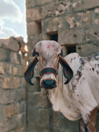 વાછડી વેચવાની છે