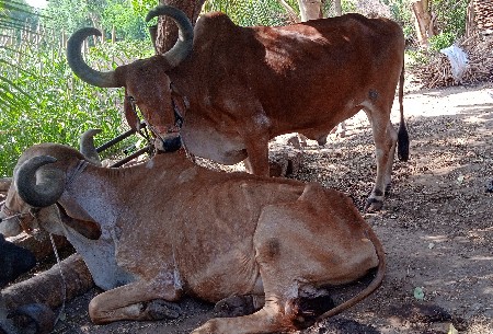 બળદ વેચવા ના છે