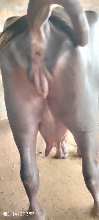 ભેંસ વેચવાની છે