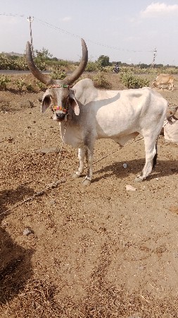 વઢીયારો બળદ વેસવાનો છે એક વાવણી