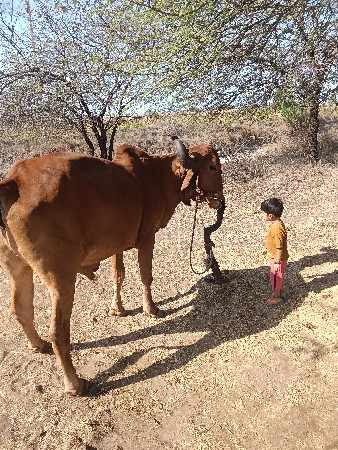 બળદ ગોધલા વેચવાના સે