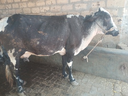 ગાય વેચવાની છે