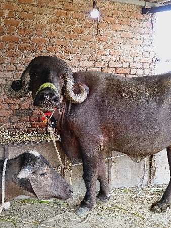 ૨ દાત ખડેલી 7 મહિના ગiભન