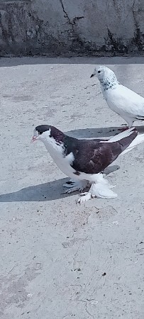 siraaji bachu