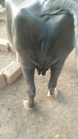 વેચવાની છે