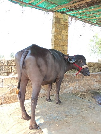 ભેંશ વેચવાની છે