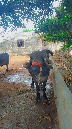 ભેંસ  વેચવાની છે