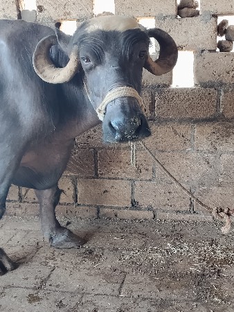 ભેંસ વેચવાની છે