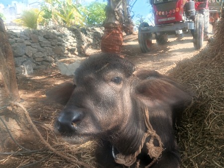 પાડો વેચવાનો છે