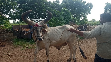 બળદ દેવાનો છે