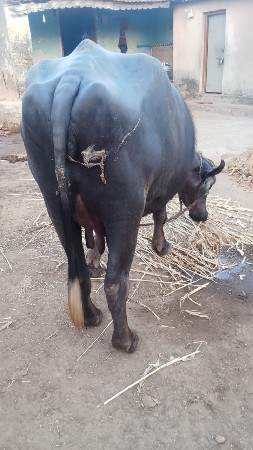ખડેલી ભેસ વેચવાની છે