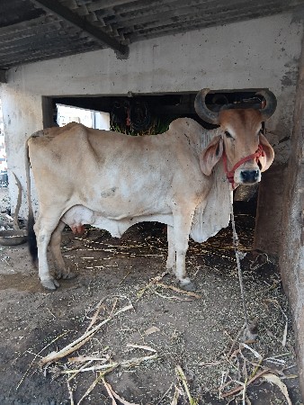 ગાય વેચવાની છે