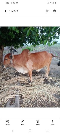ગોઢલા વેચવાના છે