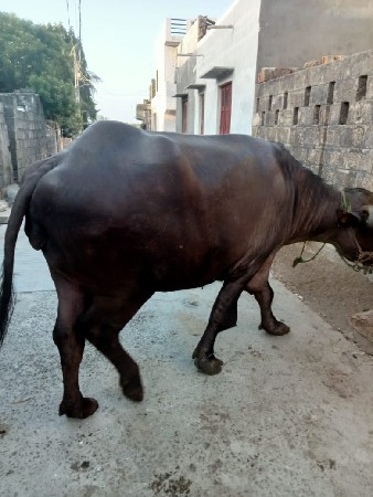 ટોપલી ખડેલી વેંચવાની છે ઊંચાઈ લંબાઈ