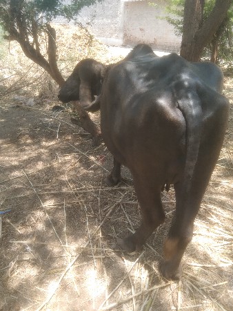 ભેંસ વેચવાની છે એક મહિનાની કાશી