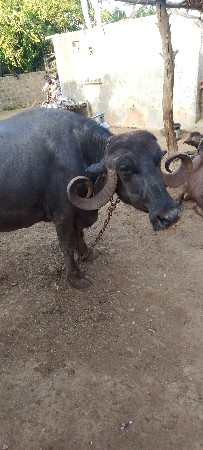 વેશવા