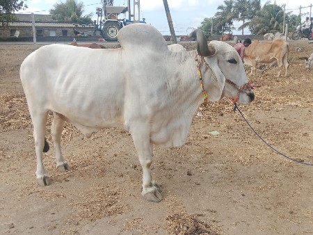બરઢ વેચવાનો છે