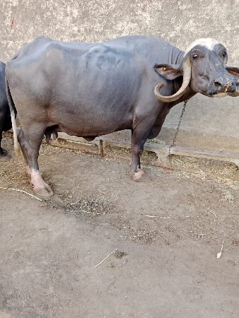 ભેંસ વેચવાની છે