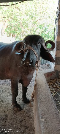 જાફરાબાદી ભેંસ વેચવાની છે