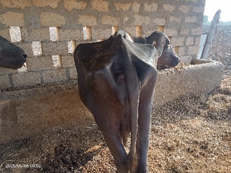 વહેંચવા ની સે