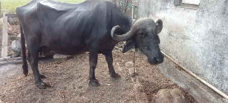 ભેંસ વેસવાની
