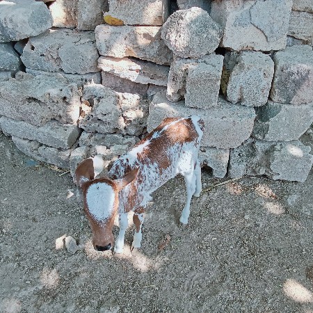 વેશવાનીછે