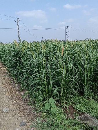 લીલી નીરણ બાજરાની ઊભેલી સે