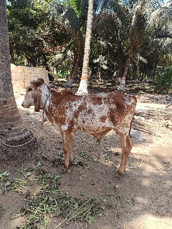 વાસડો