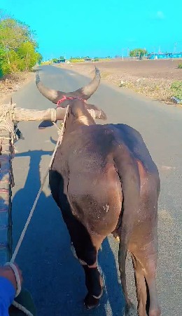જાંબા ગઢડા વેચવાના ટોટલ જવાબદારી થ