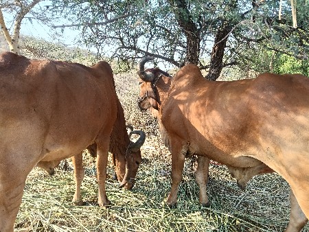 બળદ